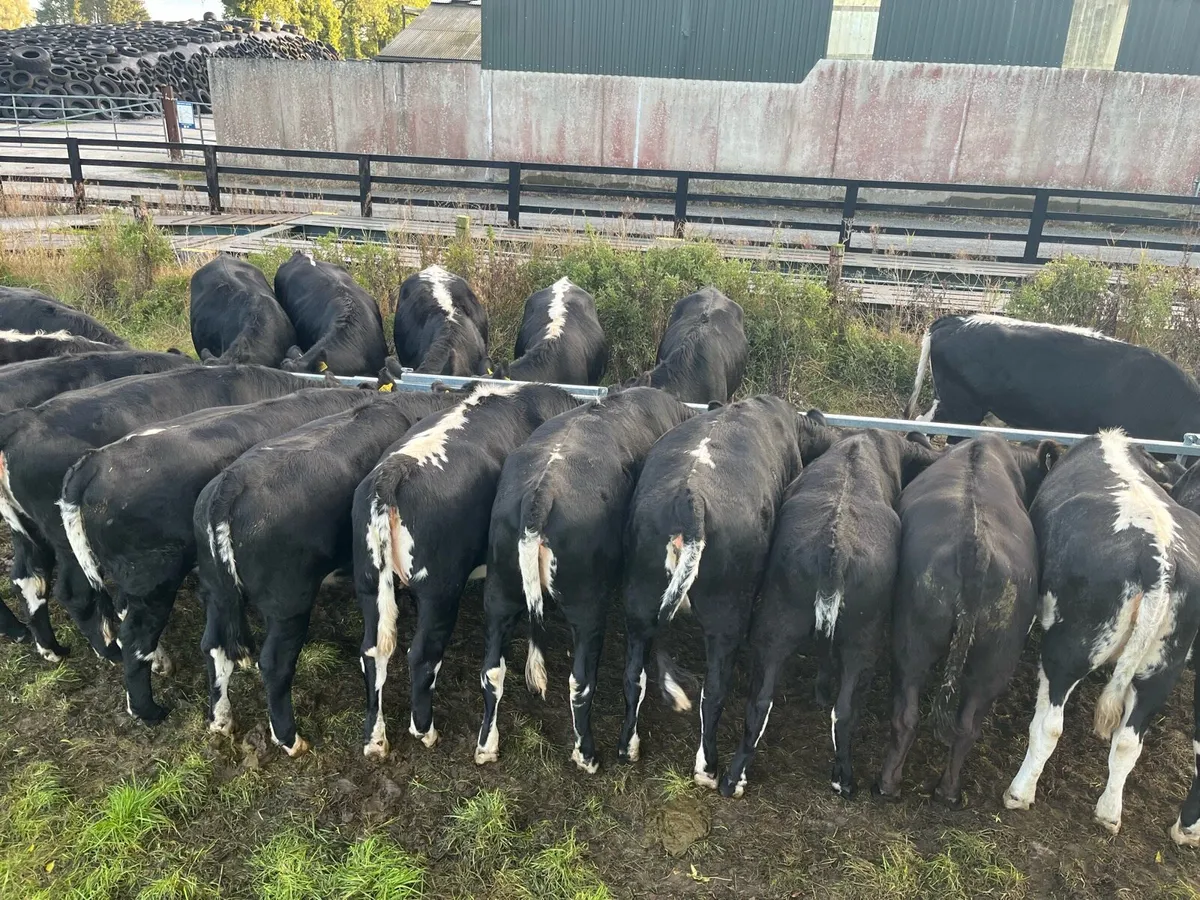 Heifers - Image 2