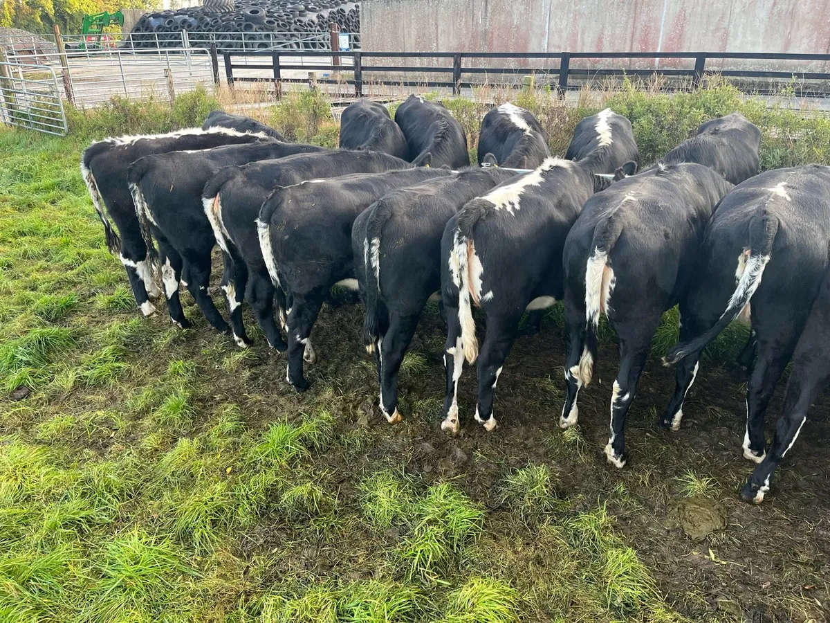 Heifers - Image 3