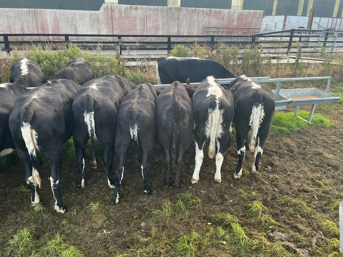 Heifers - Image 4