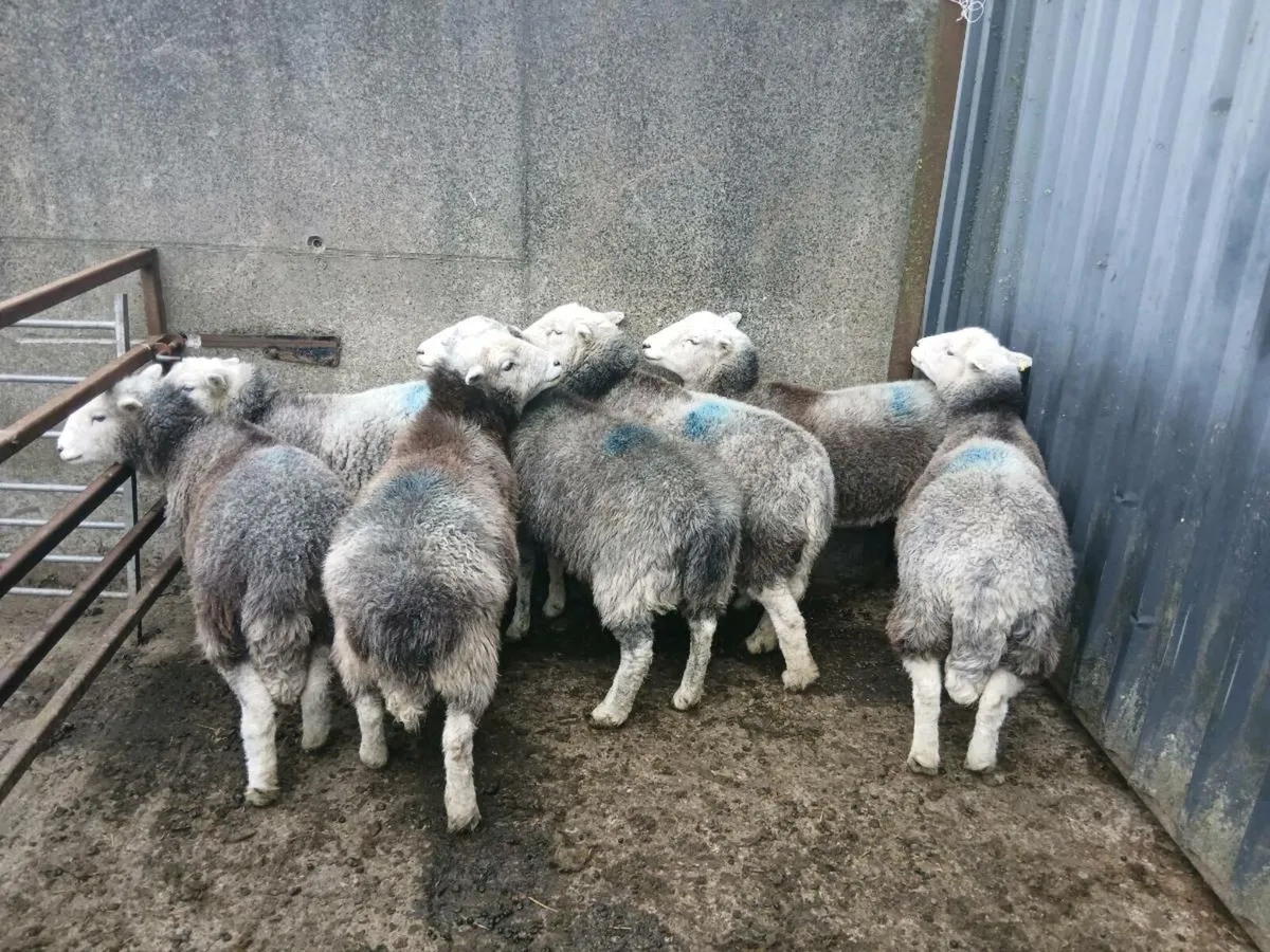 Ewes - Image 1
