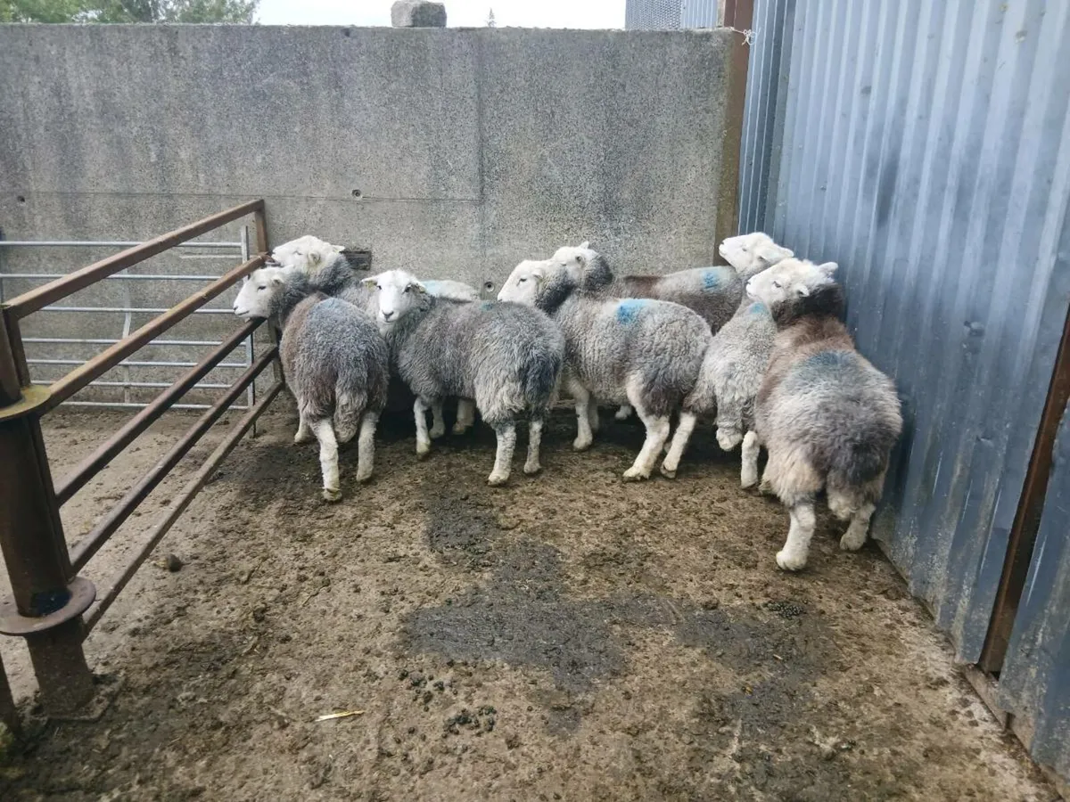 Ewes - Image 2