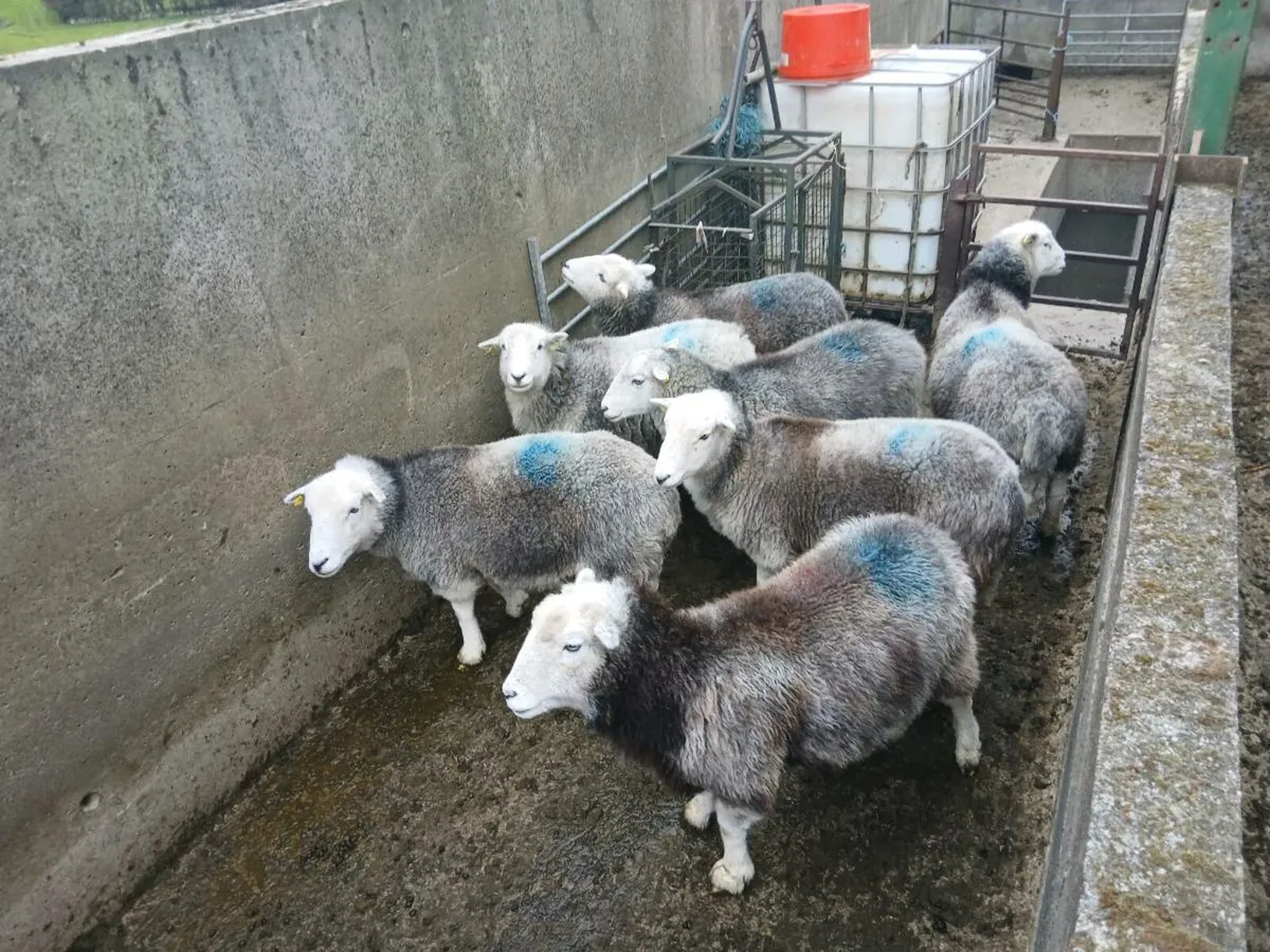 Ewes - Image 3