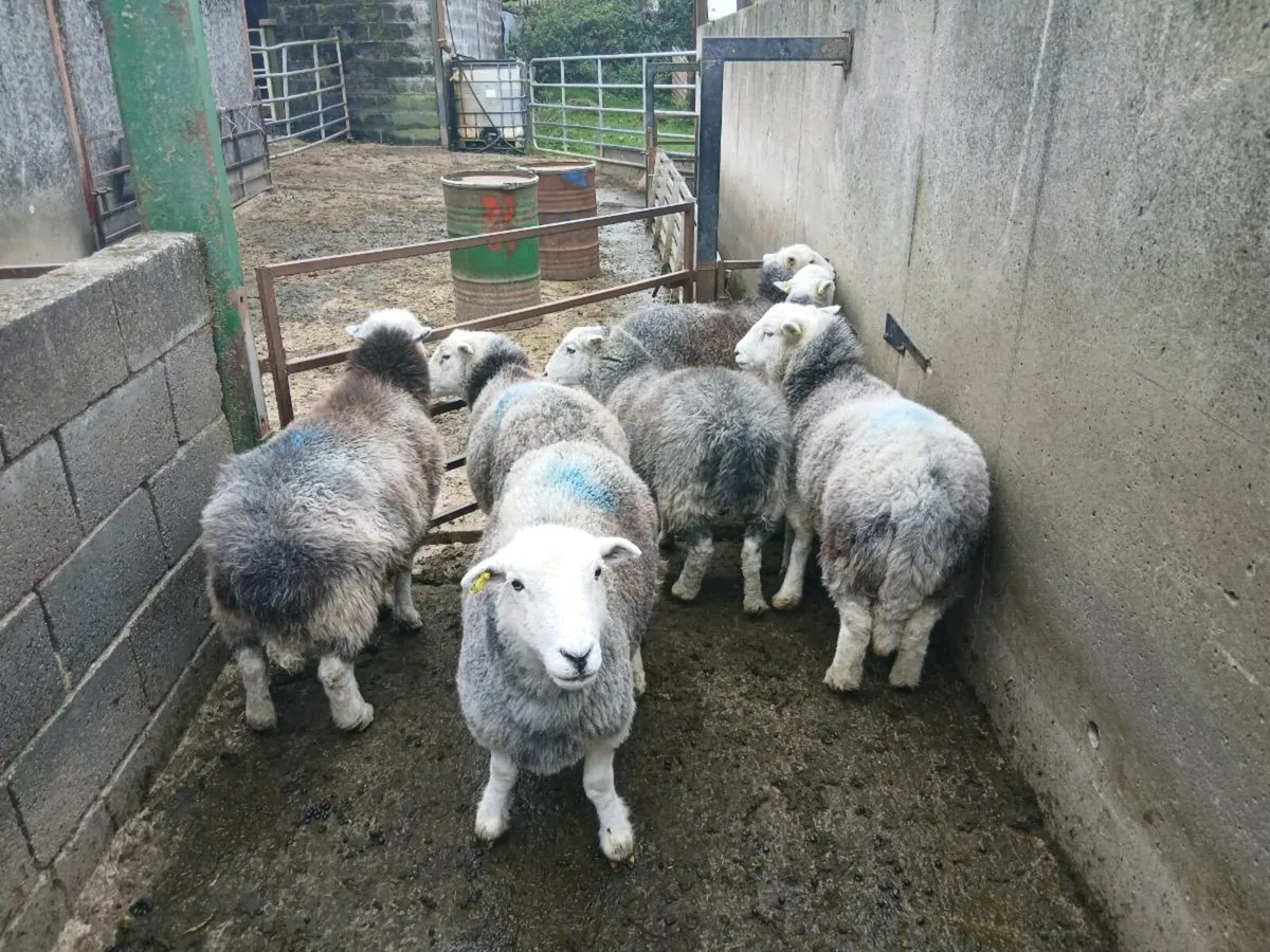 Ewes - Image 4
