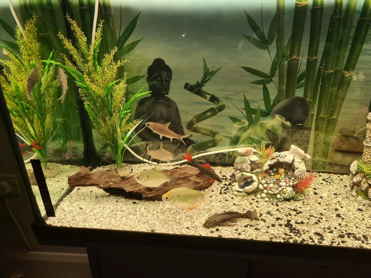 Exquisite Fish tank - Image 2