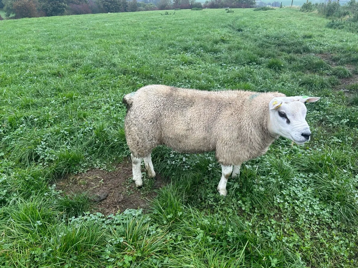 SIS charollais and texel ram lambs - Image 2