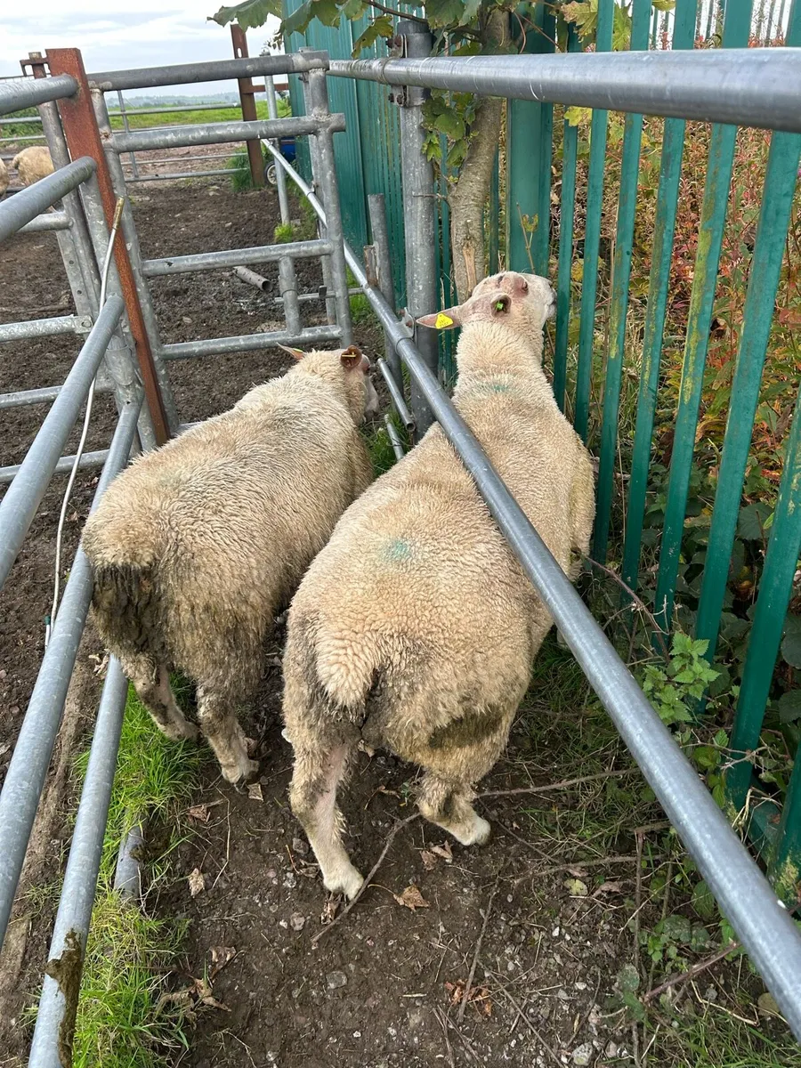 SIS charollais and texel ram lambs - Image 3