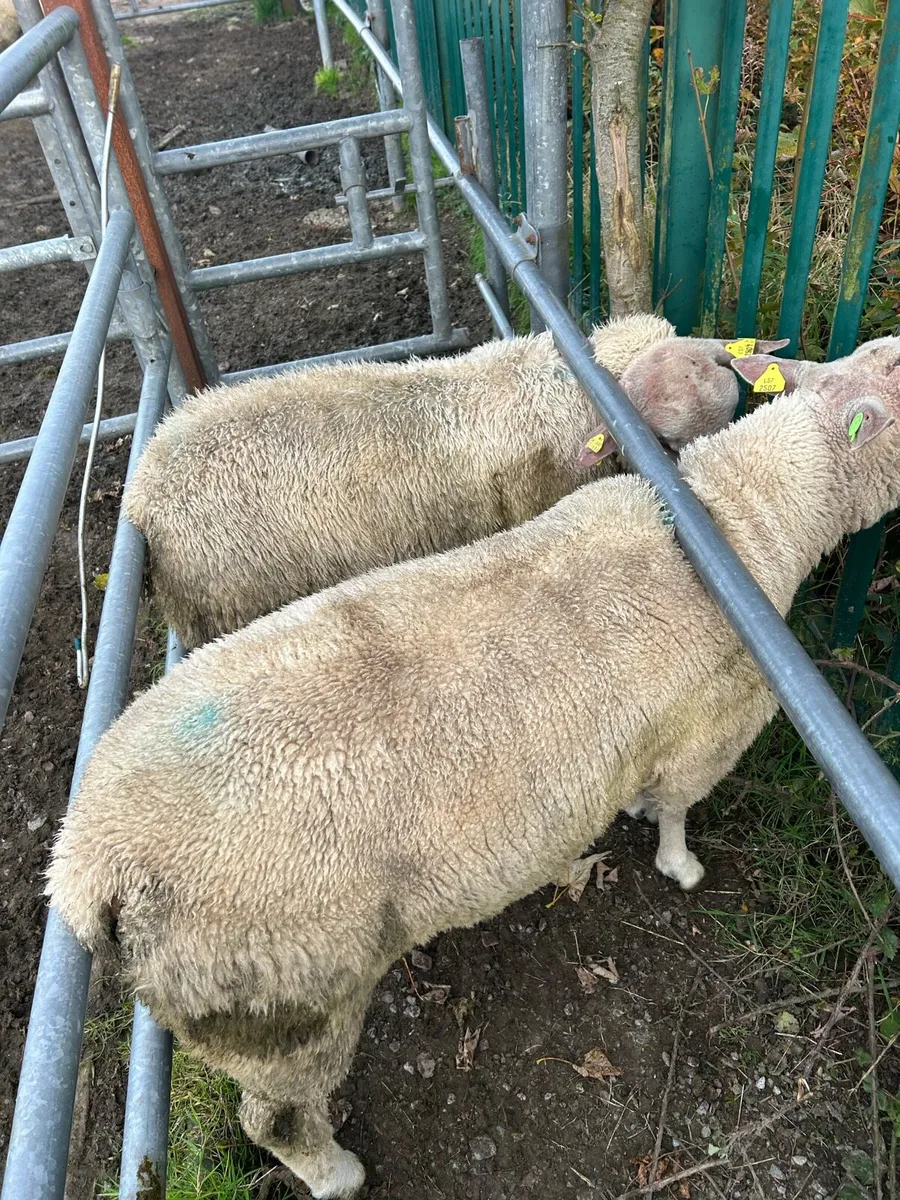 SIS charollais and texel ram lambs - Image 4