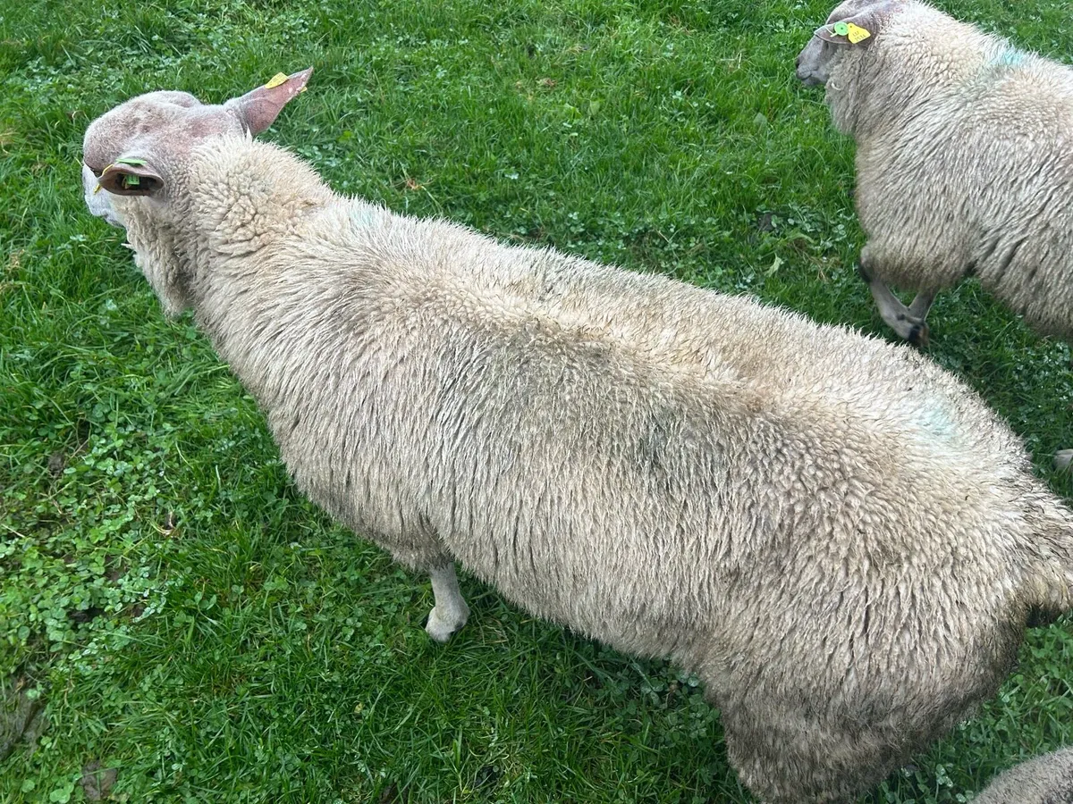 SIS charollais and texel ram lambs - Image 1