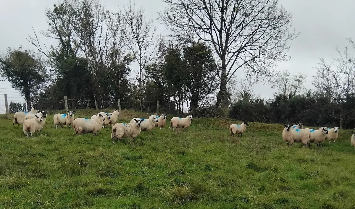 Lambs - Image 1