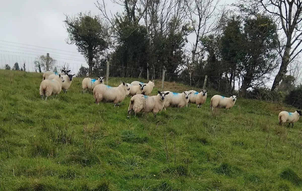 Lambs - Image 2