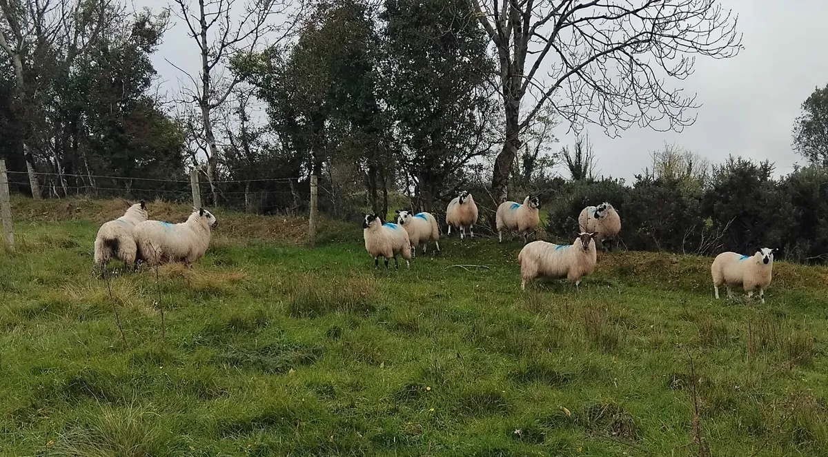 Lambs - Image 4