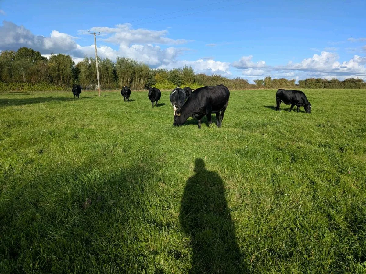 Organic Heifers - Image 2