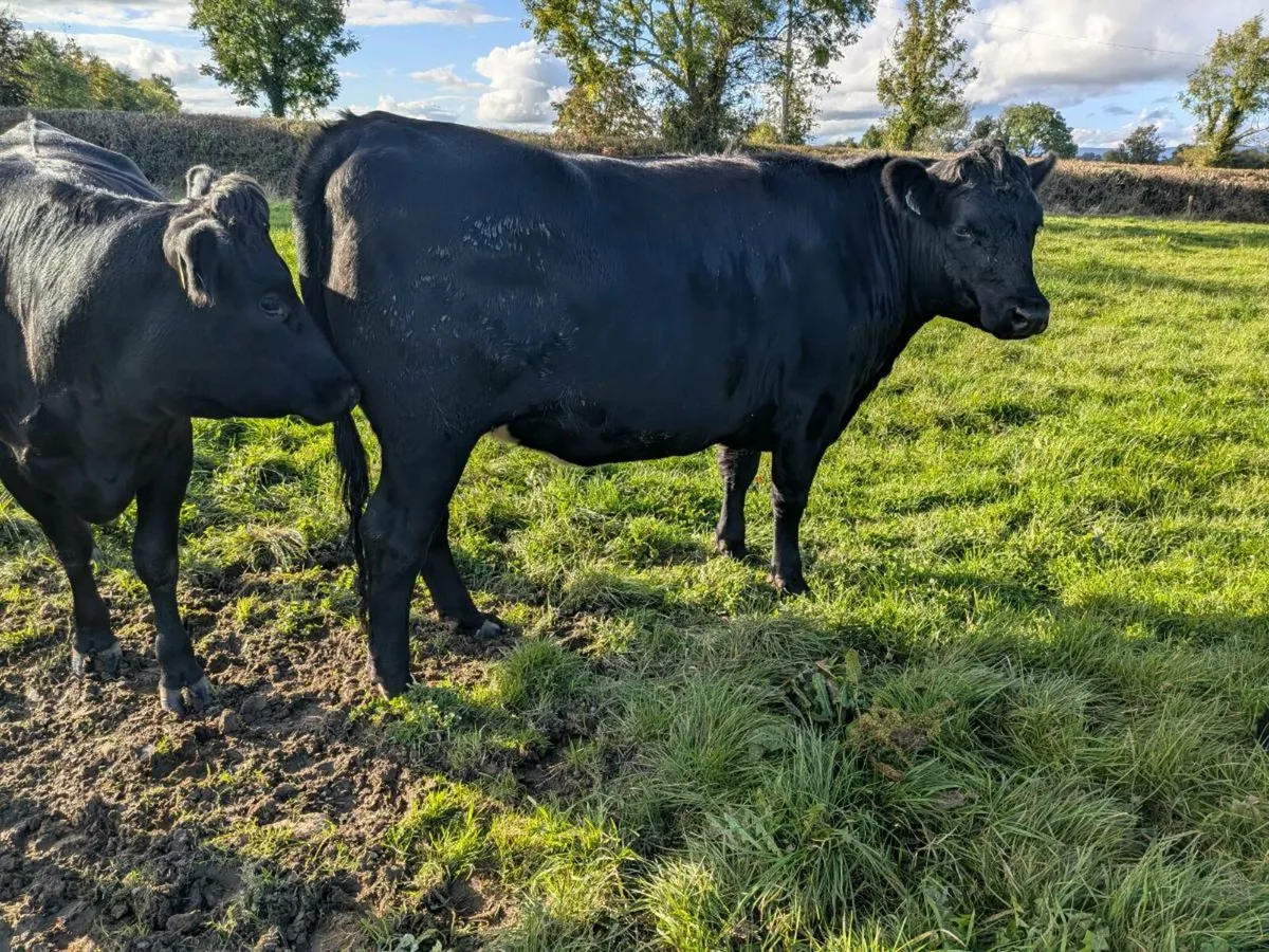 Organic Heifers - Image 3
