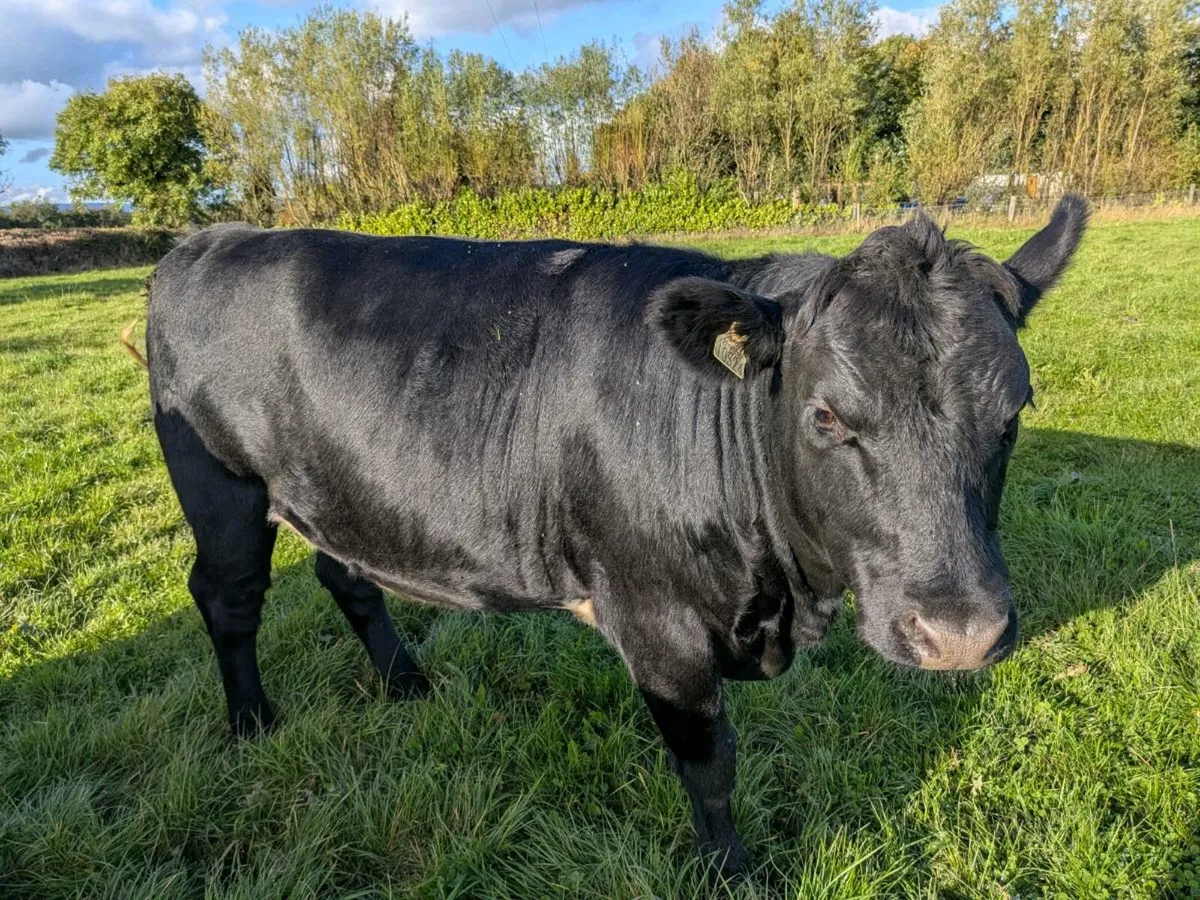 Organic Heifers - Image 4