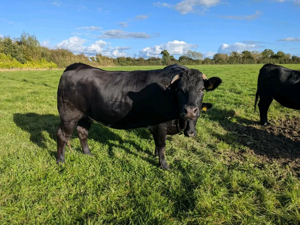 Organic Heifers - Image 1