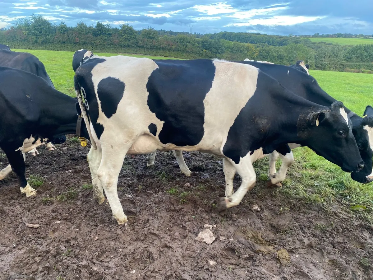 In calf heifers/ Calved heifers - Image 1