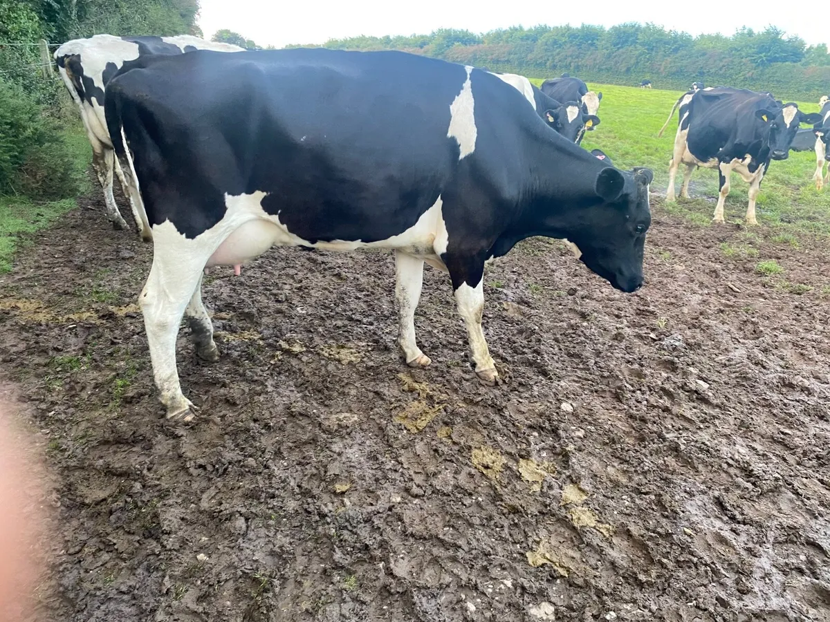 In calf heifers/ Calved heifers - Image 2