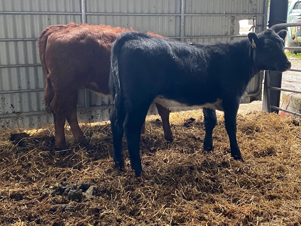 2 Super Weanling Heifers - Image 1