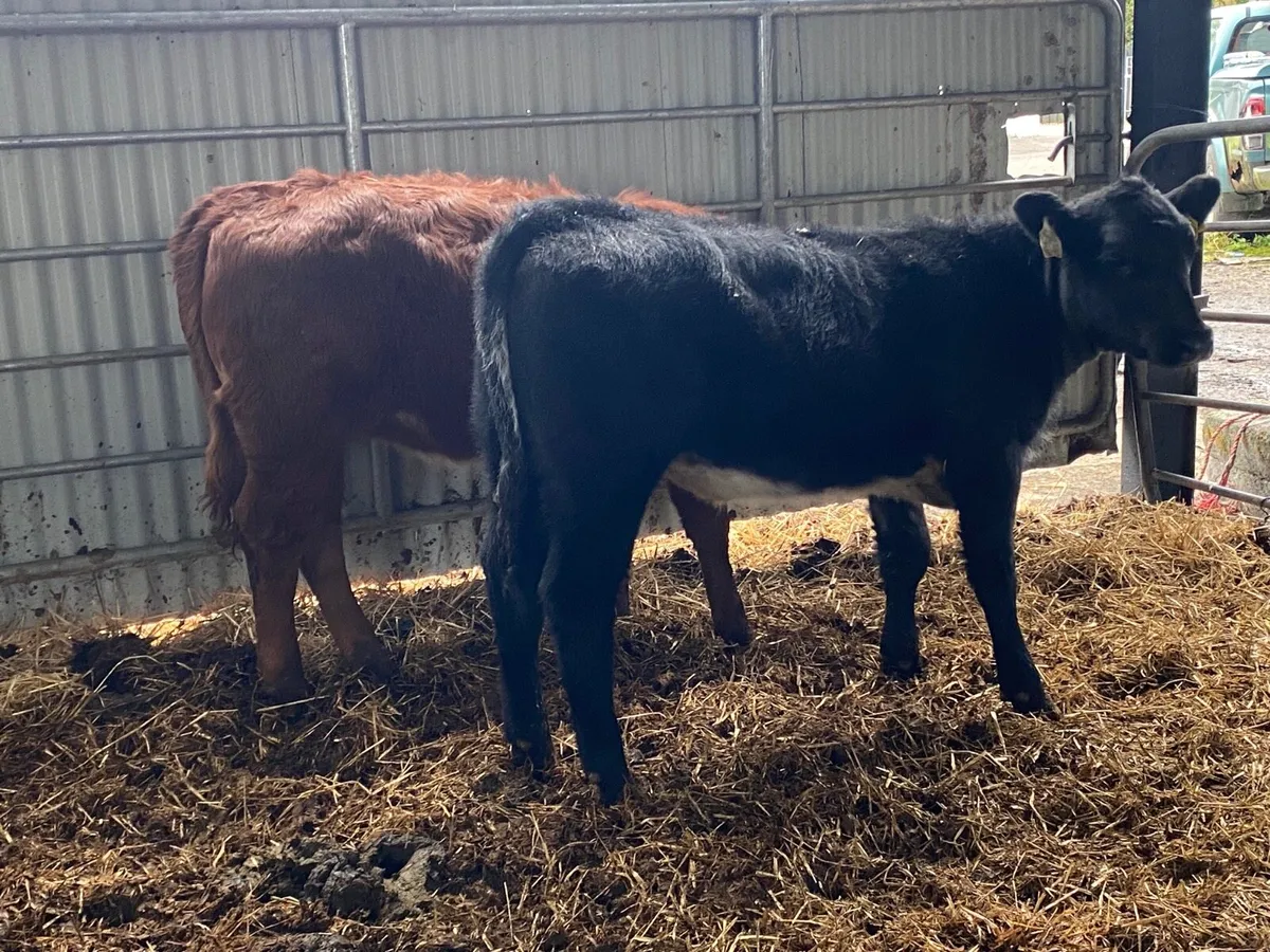 2 Super Weanling Heifers - Image 2