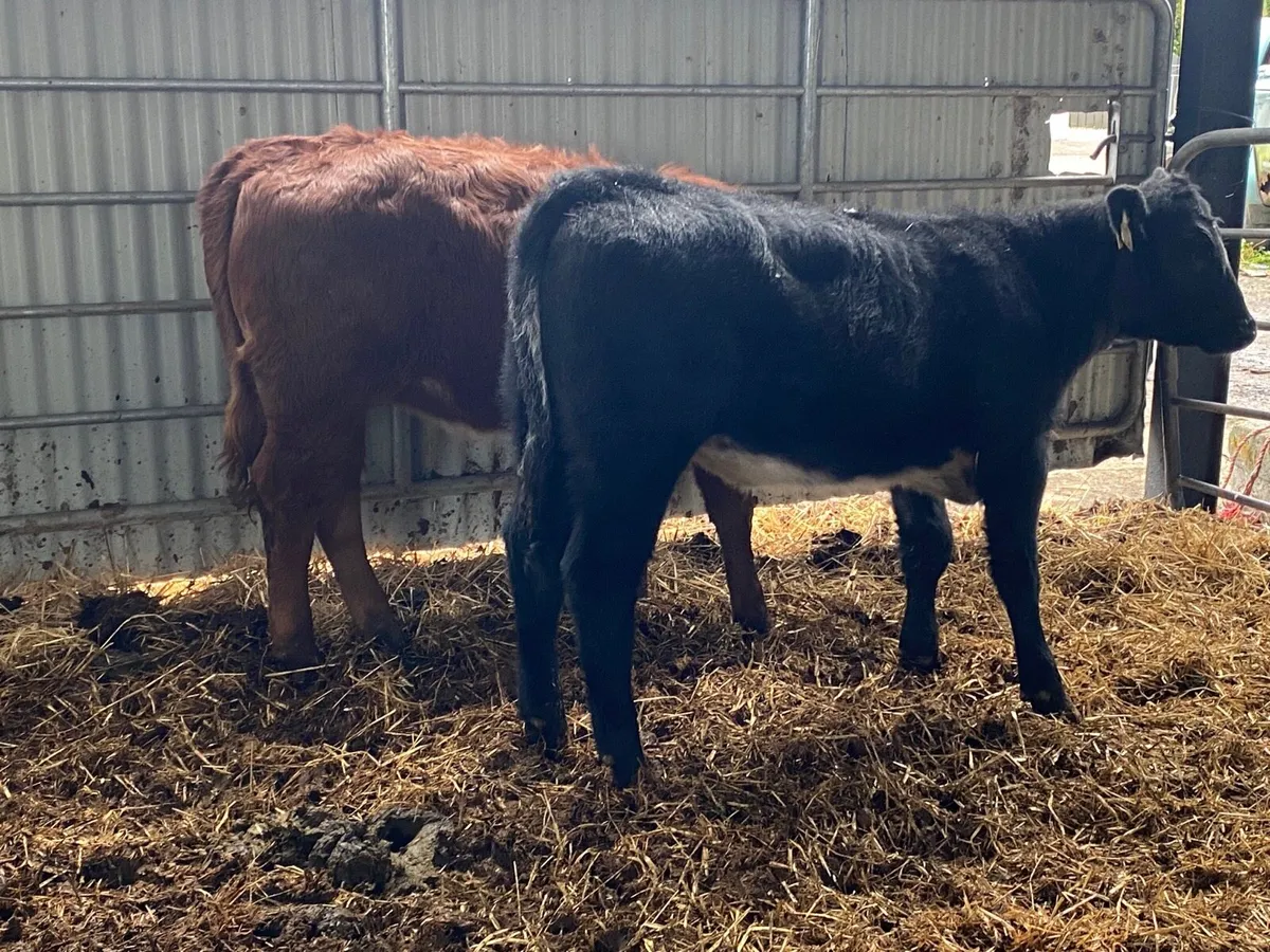 2 Super Weanling Heifers - Image 3