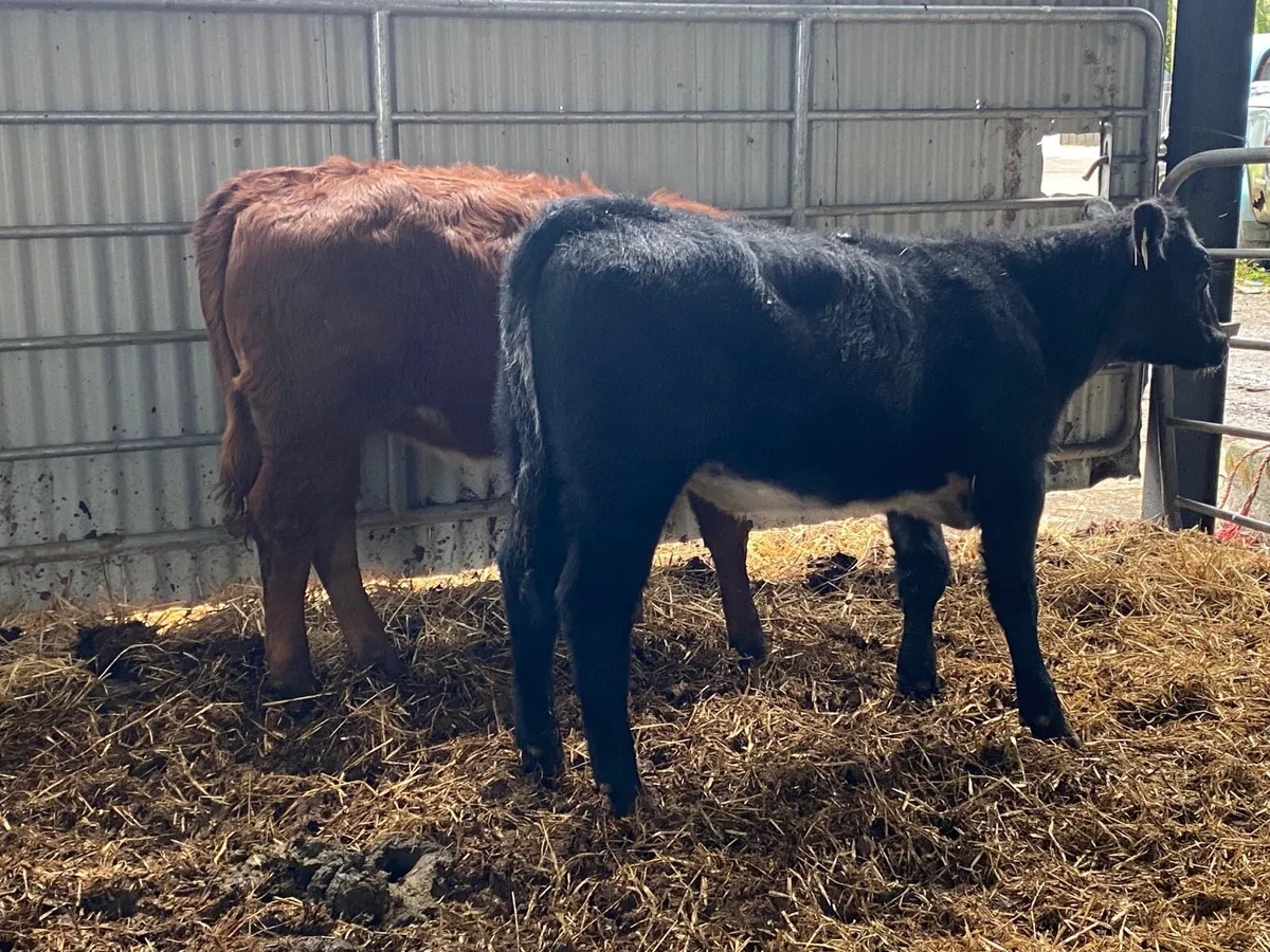 2 Super Weanling Heifers - Image 4