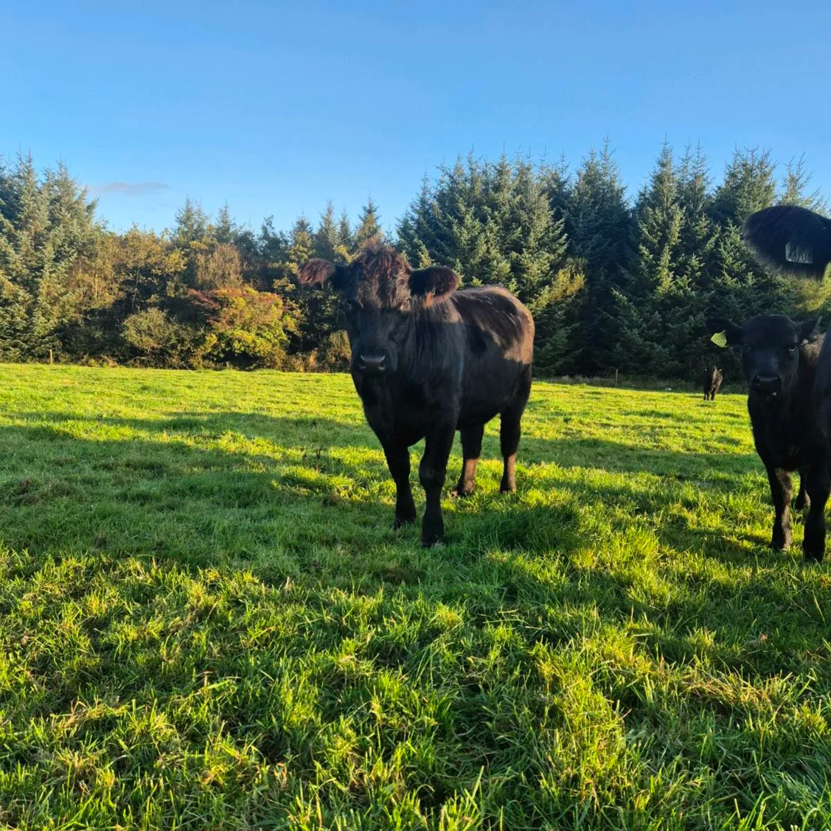 Pedigree Angus Incalf Heifer - Image 2