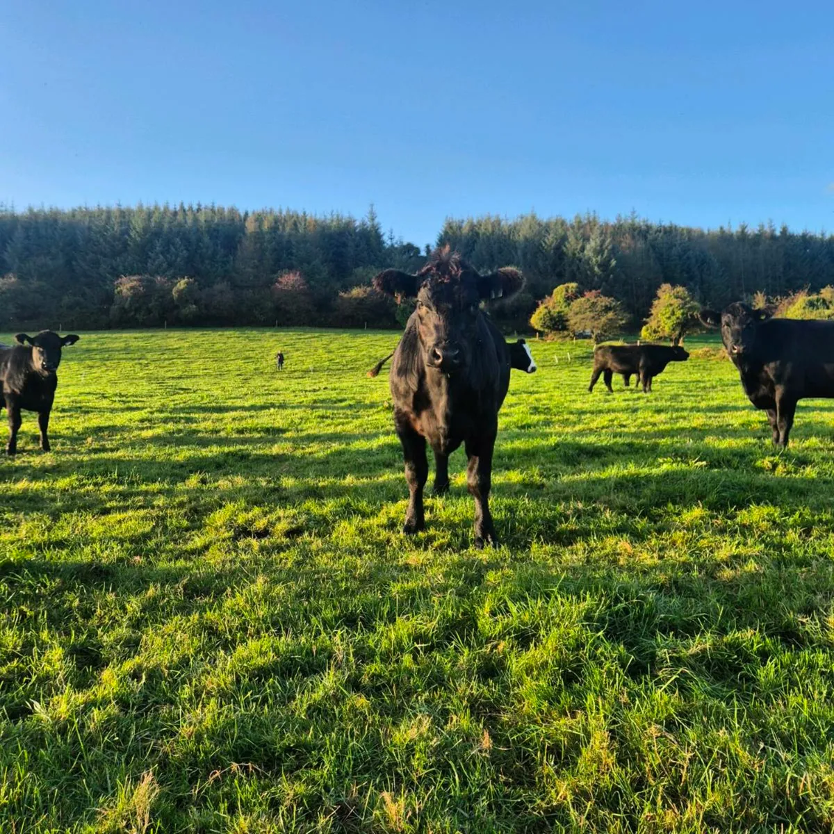 Pedigree Angus Incalf Heifer - Image 3