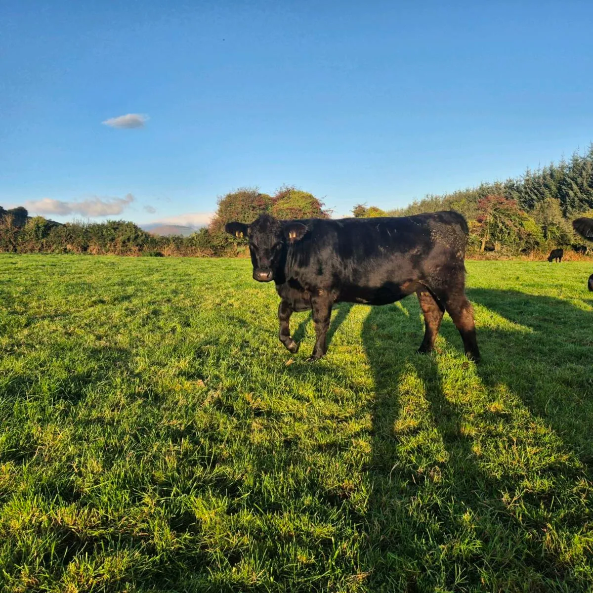 Pedigree Angus Incalf Heifer - Image 4