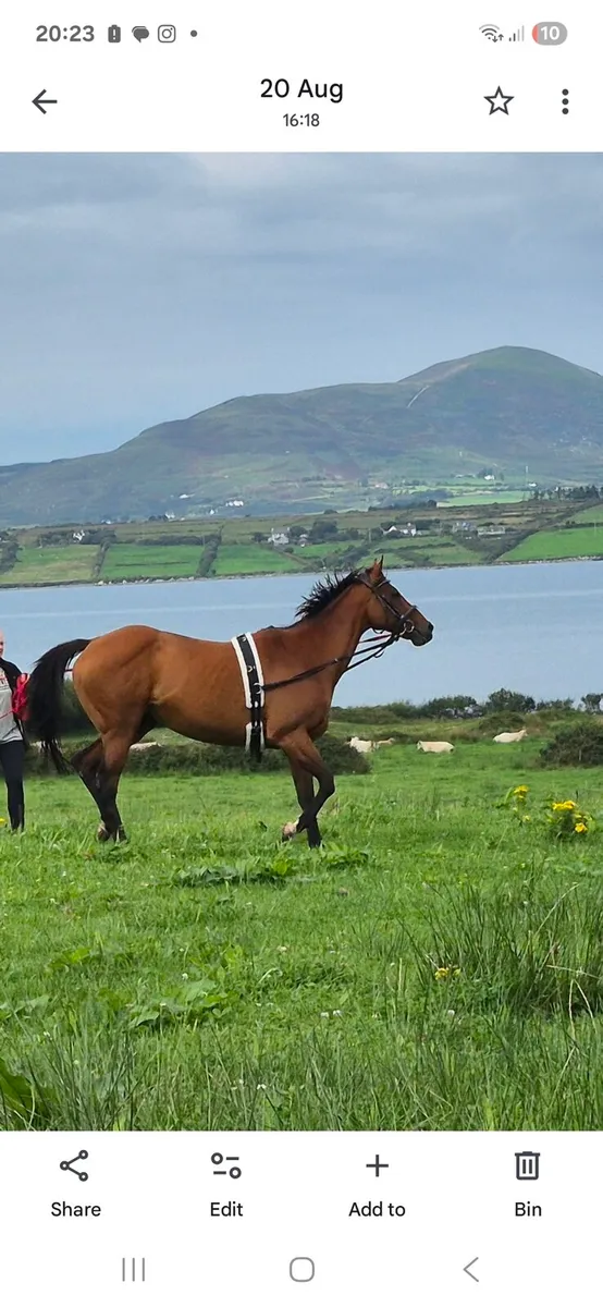 Horse - Image 1