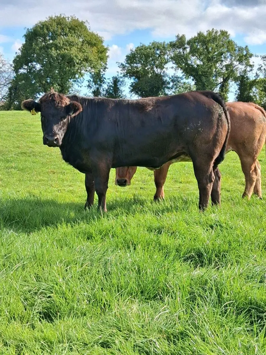 2 super heifers - Image 1