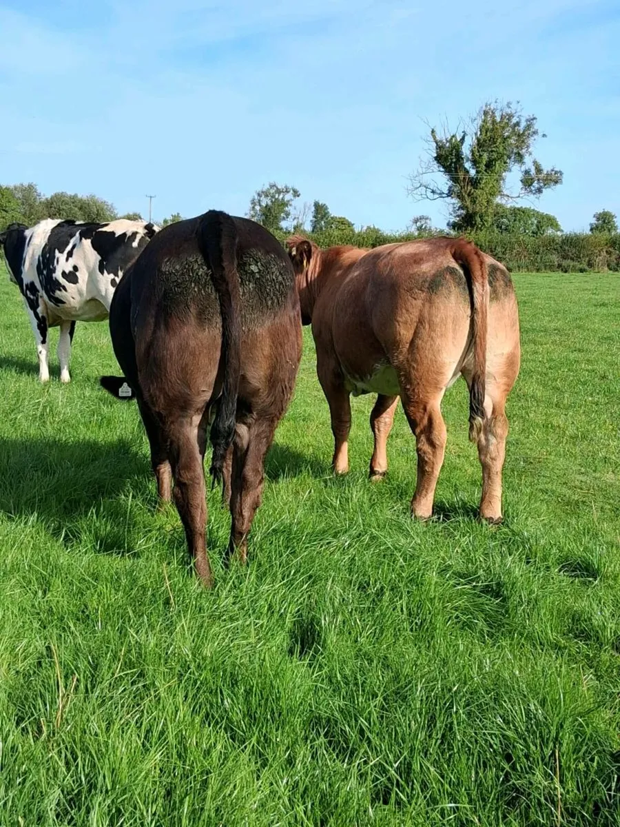 2 super heifers - Image 2