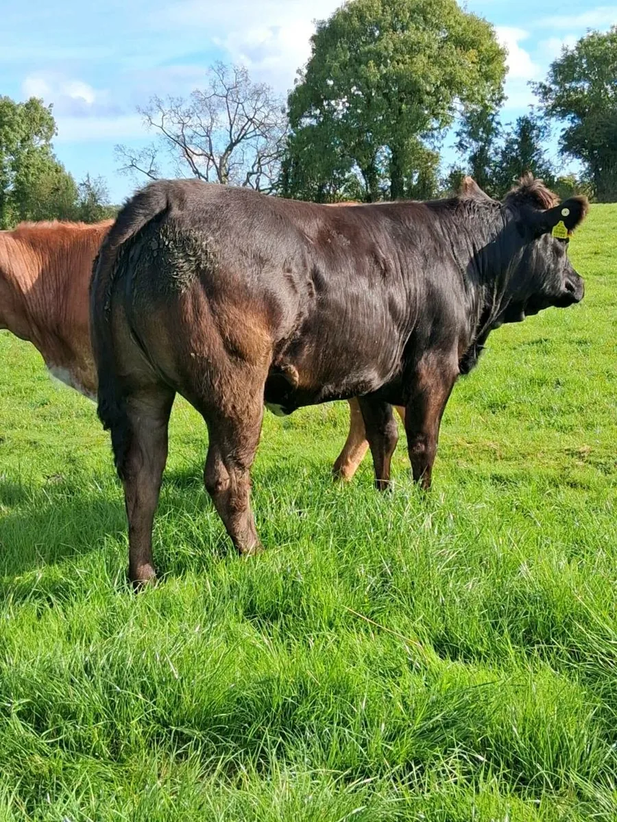 2 super heifers - Image 3
