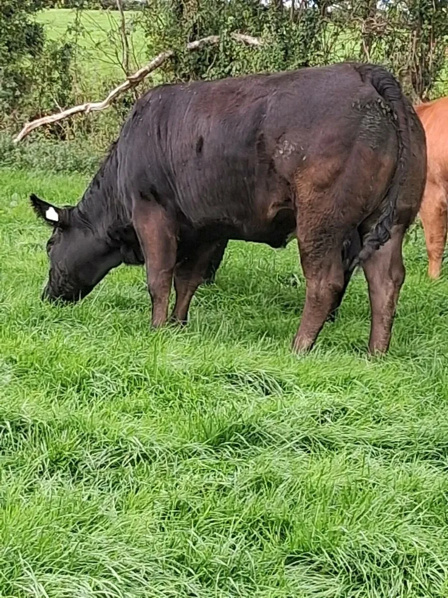 2 super heifers - Image 4