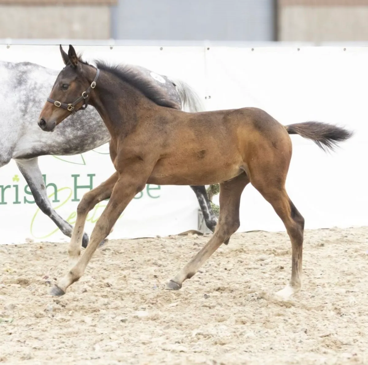 Super Akarad Hero Z Filly - Image 1