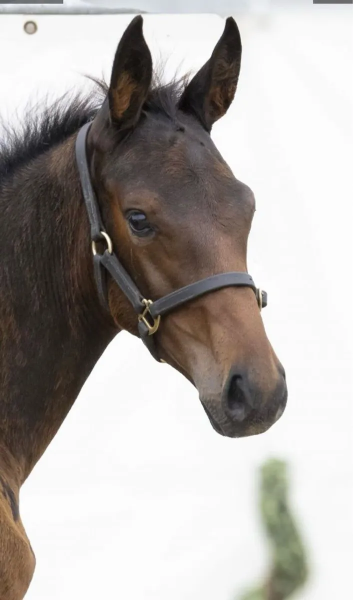 Super Akarad Hero Z Filly - Image 2
