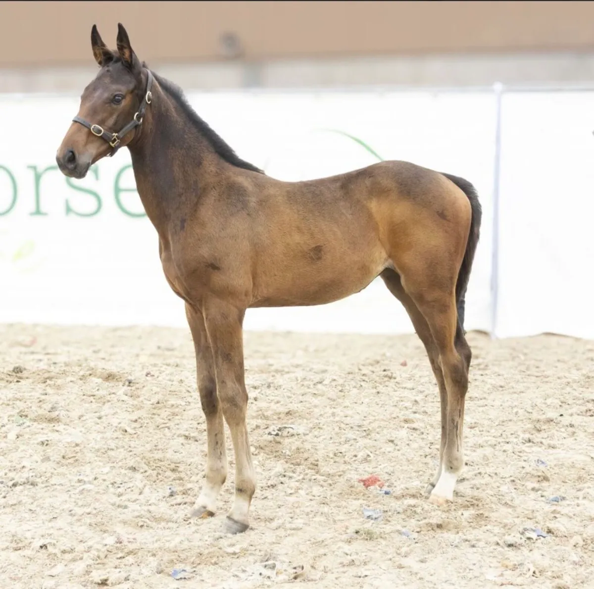 Super Akarad Hero Z Filly - Image 3