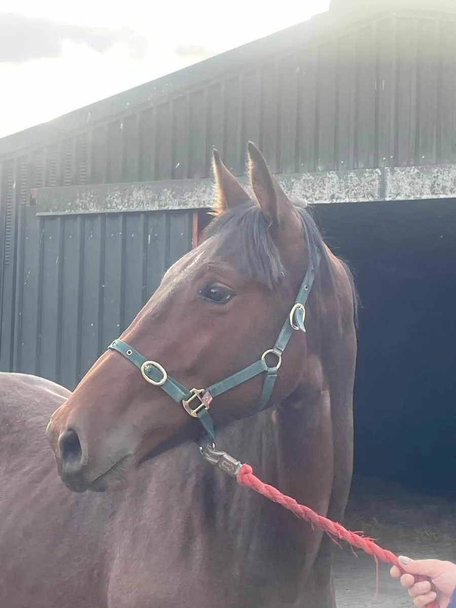 Conticco Yearling - Image 1