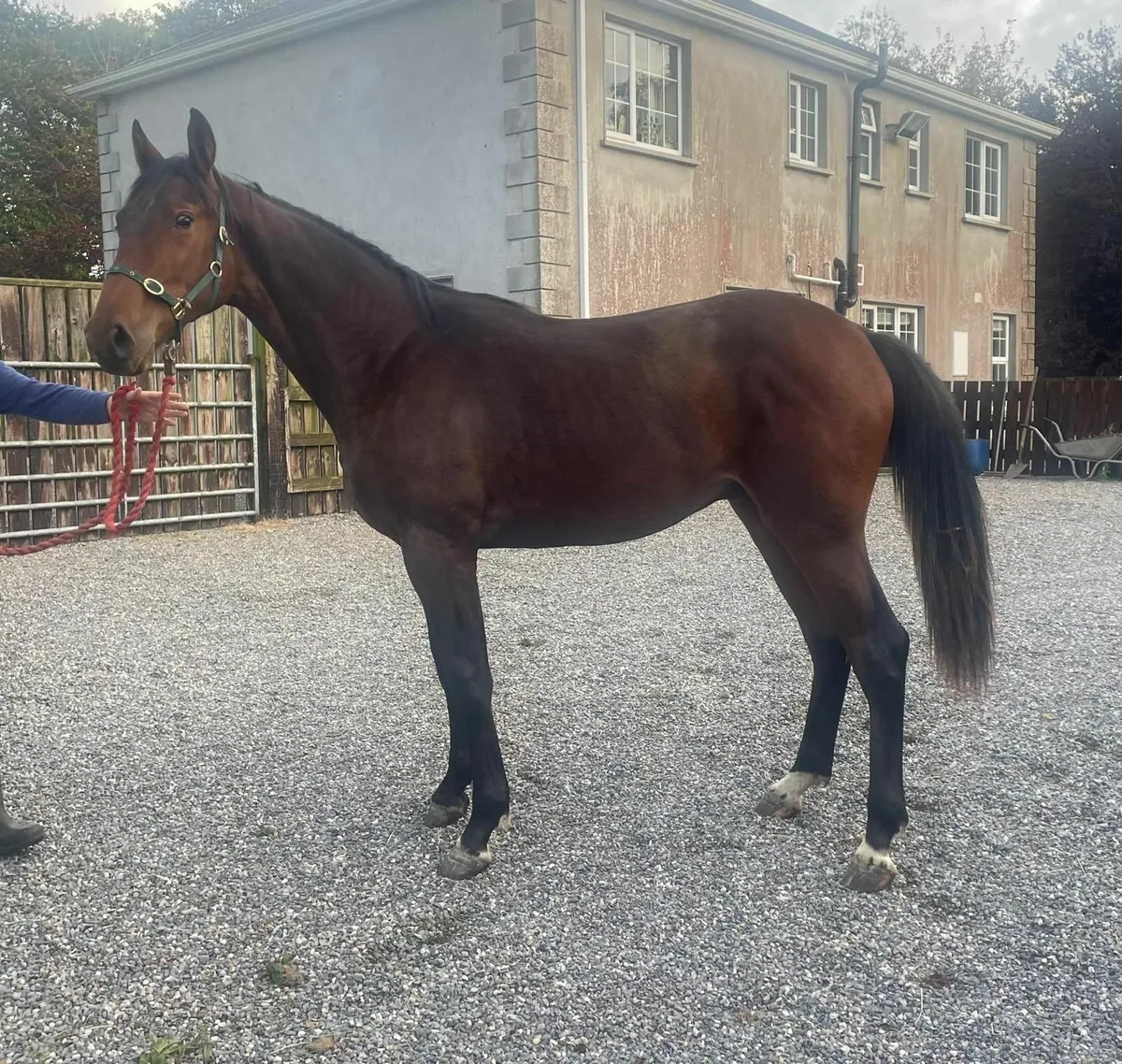Conticco Yearling - Image 2