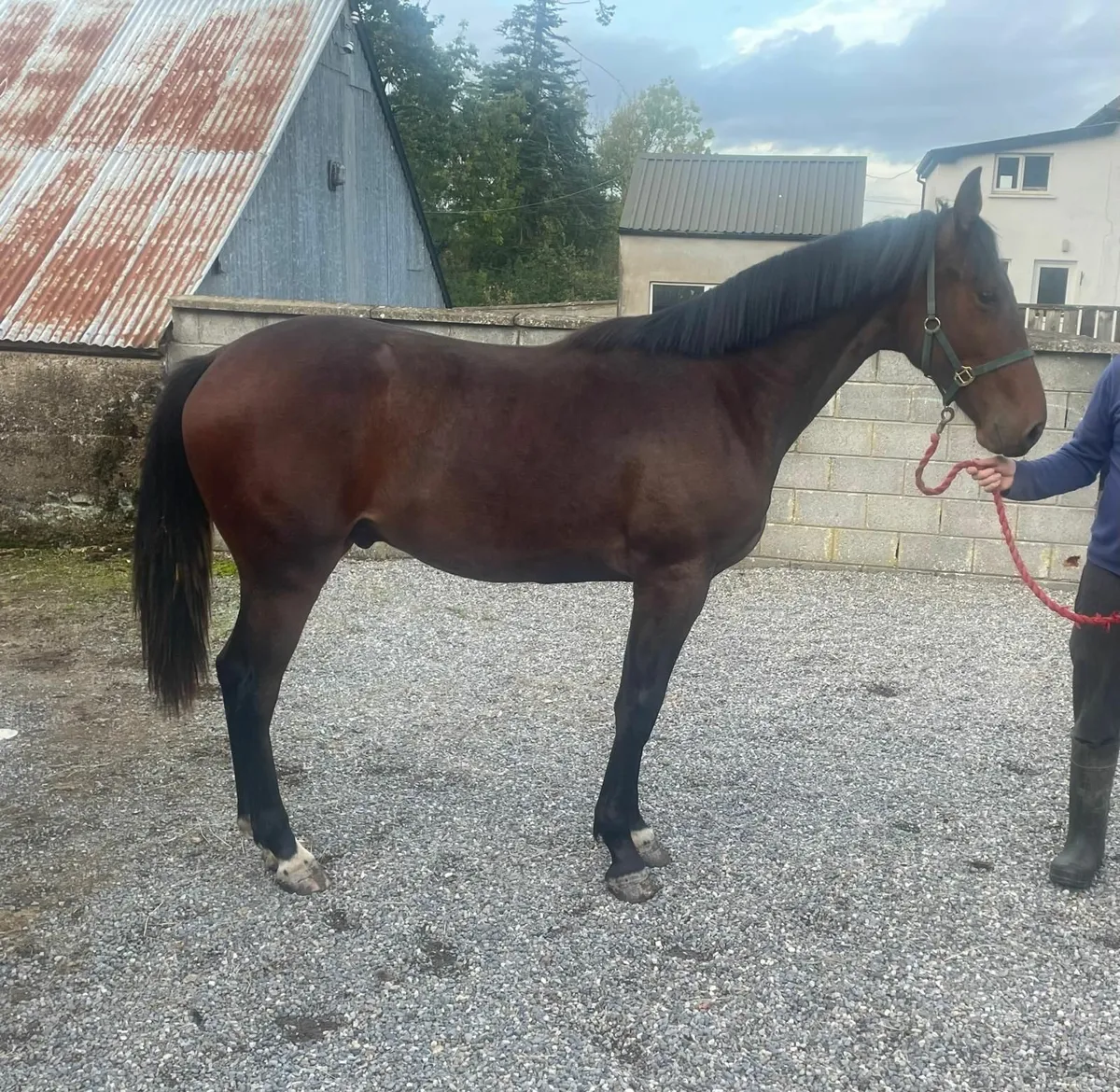 Conticco Yearling - Image 4