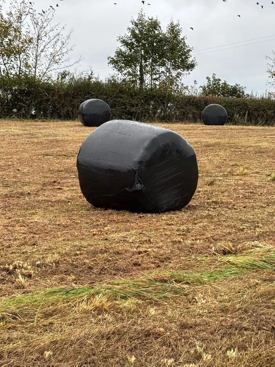 Wrapped Bales of cut Grass