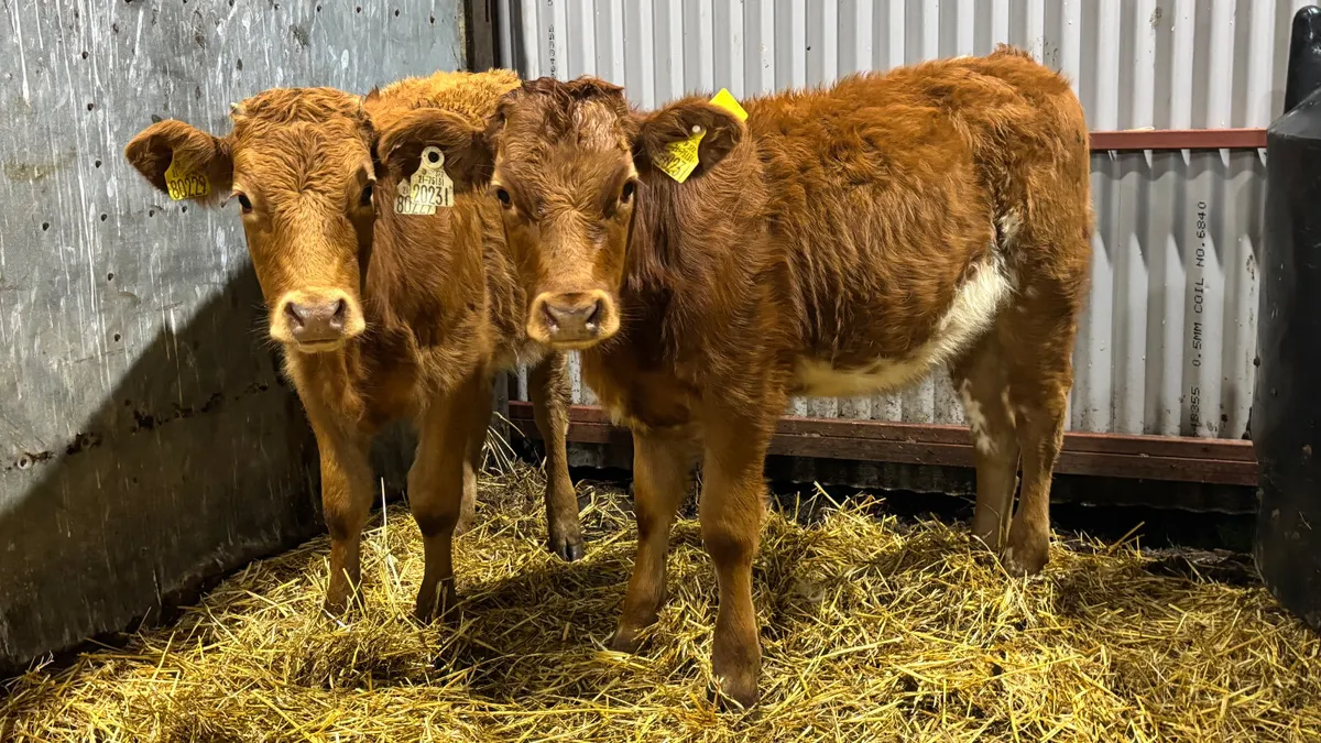 2 Quality Limousin Heifer Wealings - Image 4