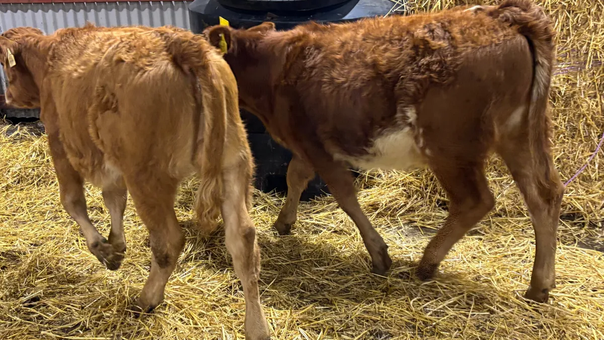 2 Quality Limousin Heifer Wealings - Image 3