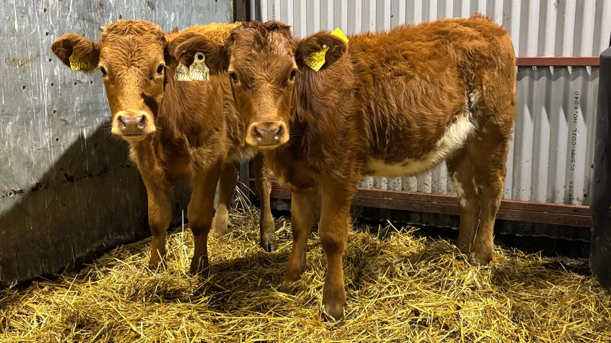 2 Quality Limousin Heifer Wealings - Image 2