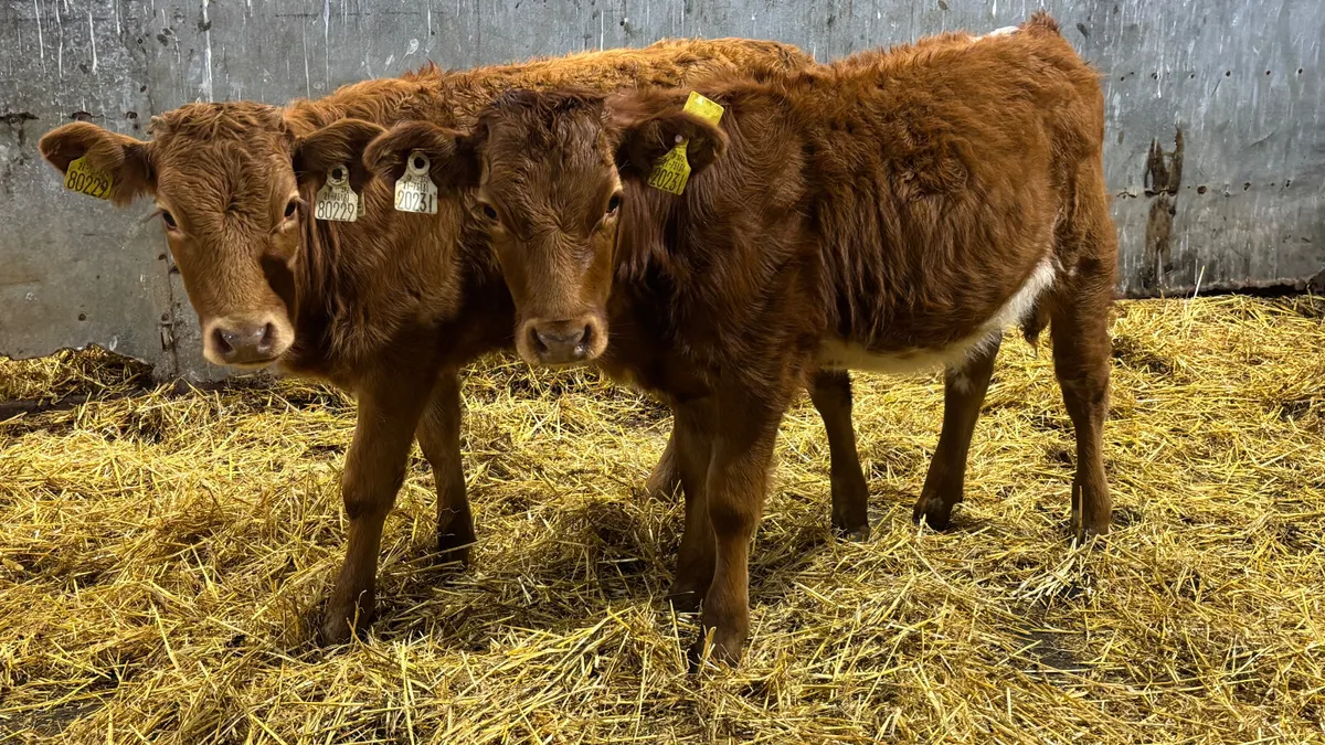 2 Quality Limousin Heifer Wealings - Image 1