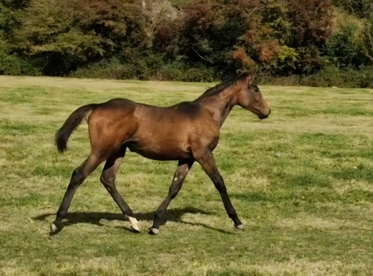 Filly foal - Image 1