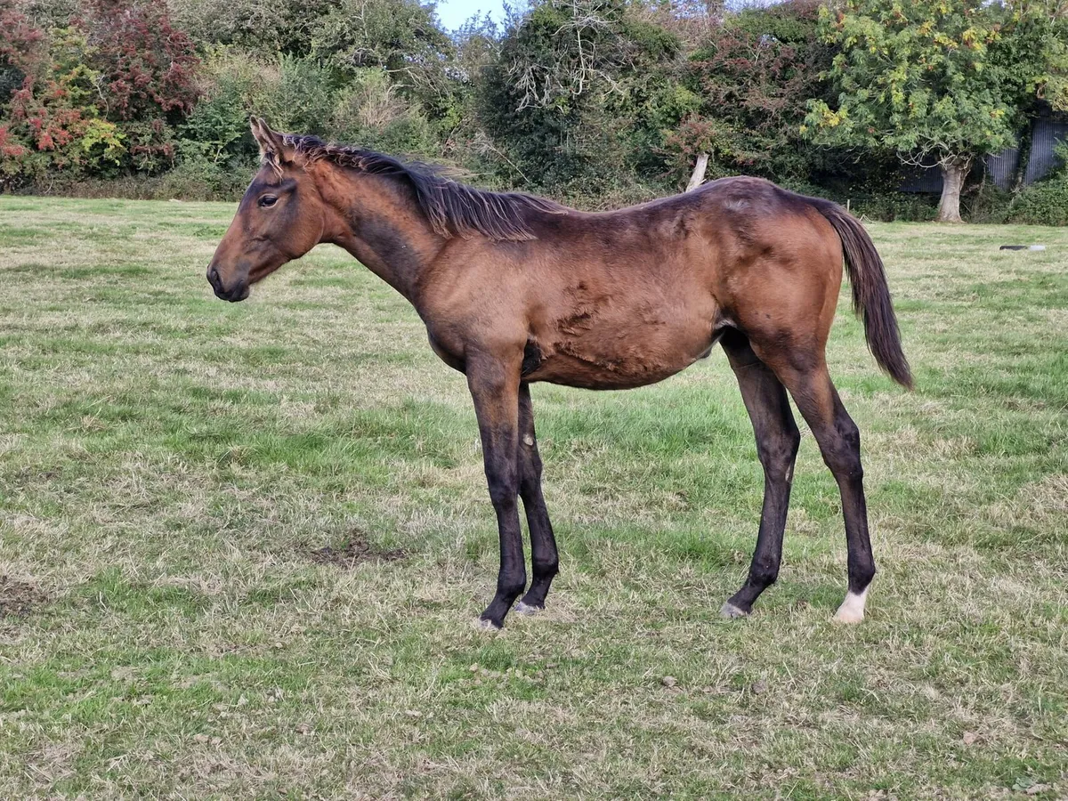 Filly foal - Image 2