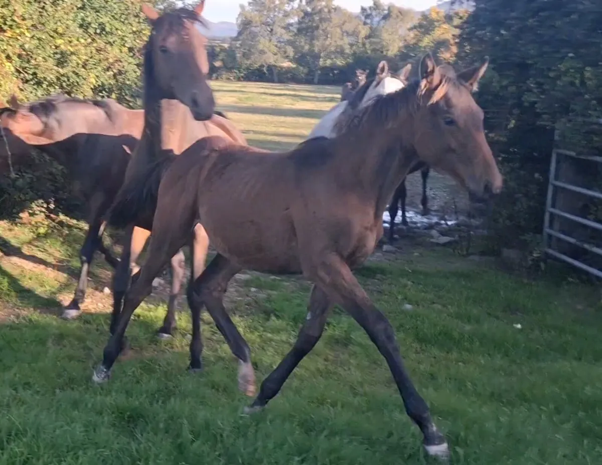 Filly foal - Image 3