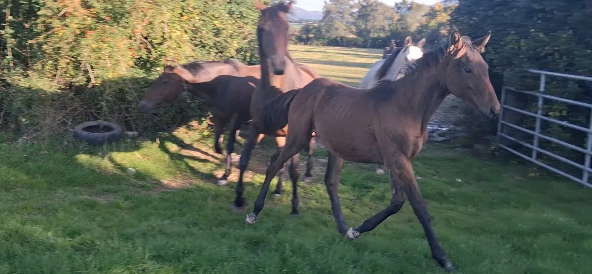 Filly foal - Image 4