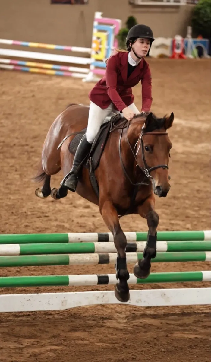 167cm gelding - Image 1