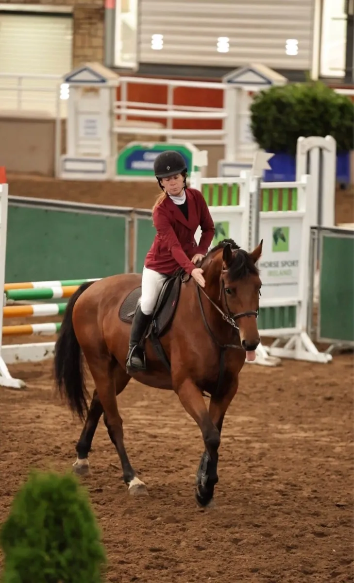 167cm gelding - Image 2